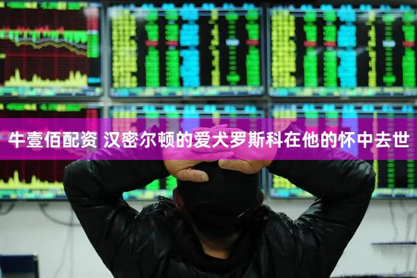 牛壹佰配资 汉密尔顿的爱犬罗斯科在他的怀中去世